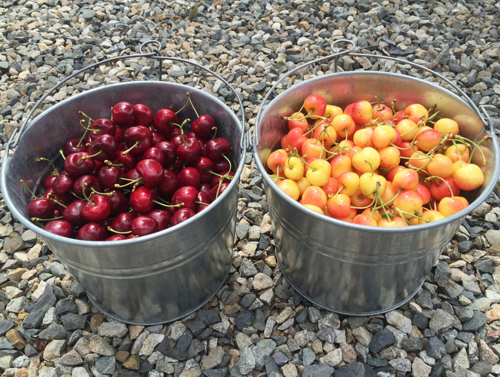 Photos Kelowna Cherries UPick Or Picked Quality You Can Trust